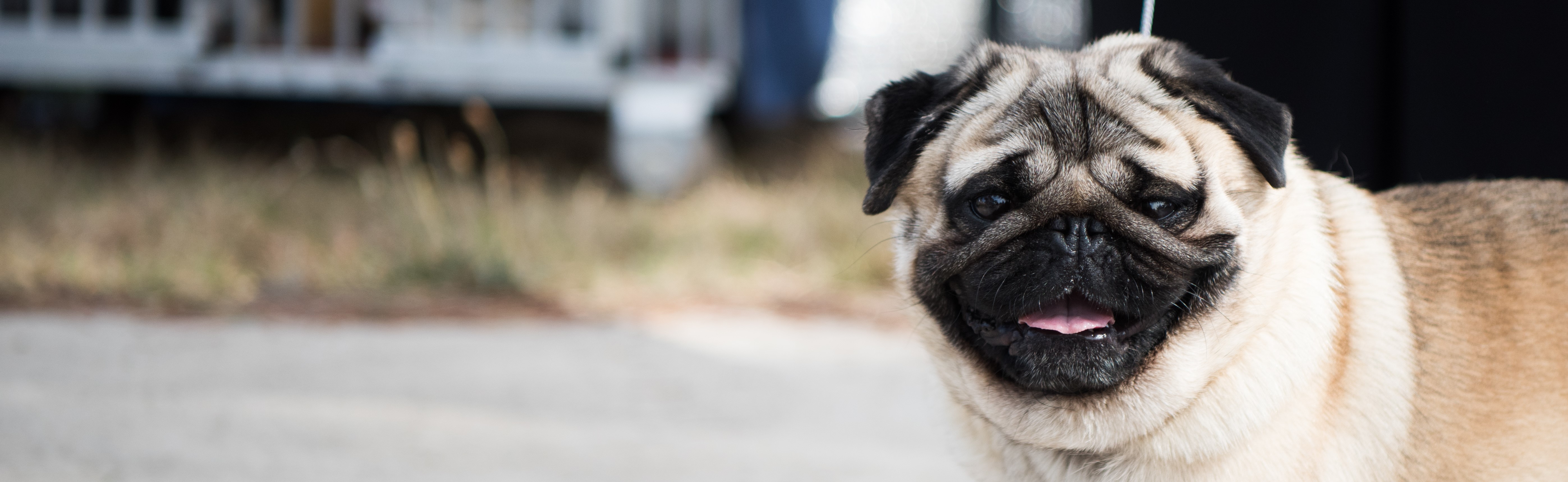 Dog Show GUNNING SHOW Sunday 18 February 2024